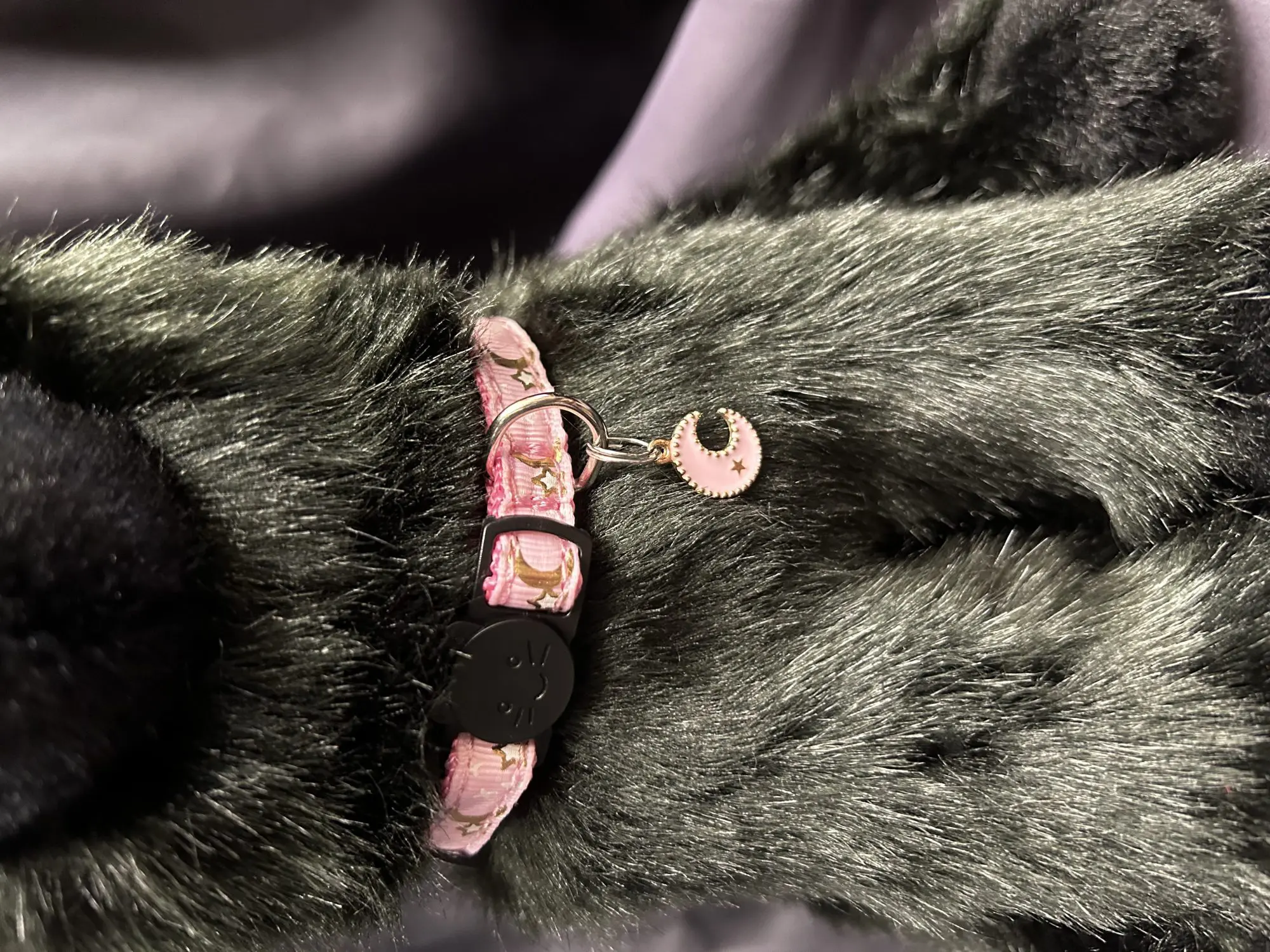 Witch cat clearance collar